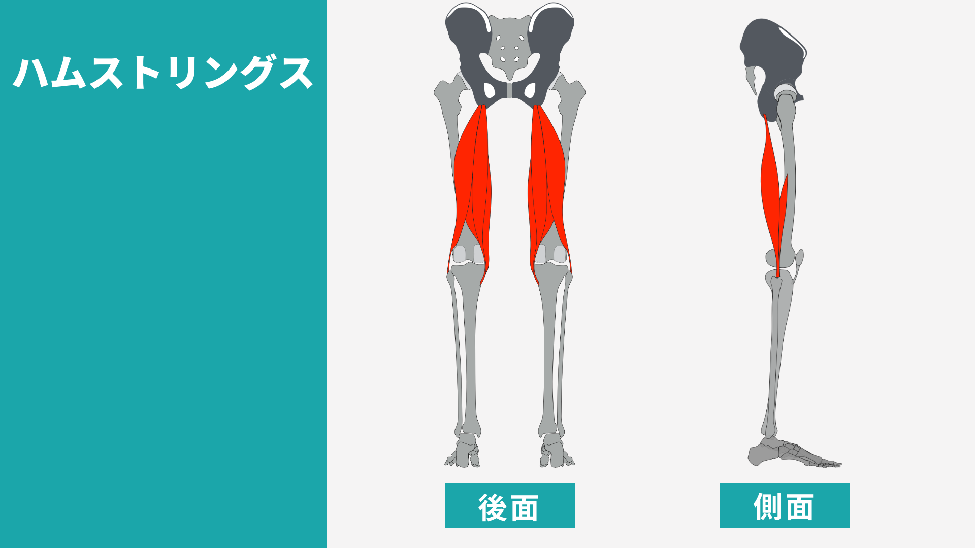 ハムストリングス　解剖
